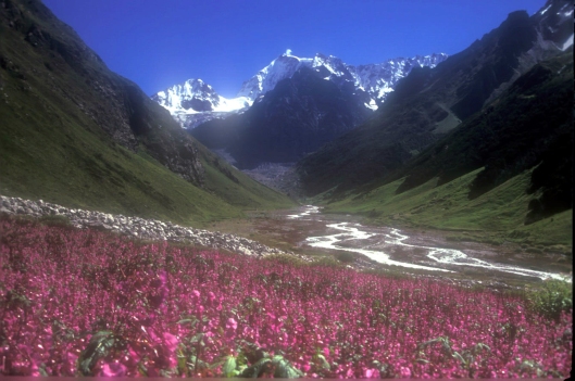 Valley of Flowers3(1)